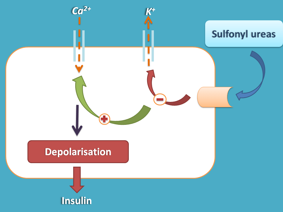 Release of insulin by sulfonyl ureas