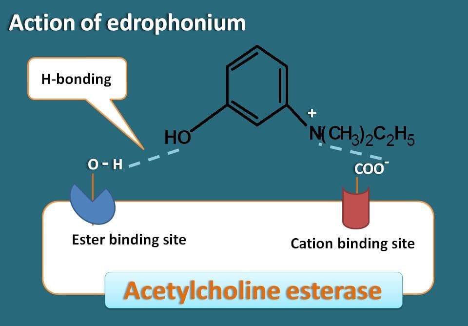 H-bond with acetylcholinesterase