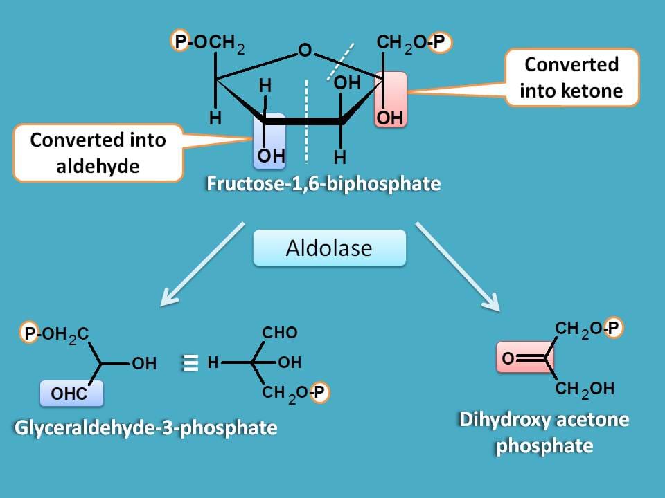 clevage of fructose-6-biphosphate
