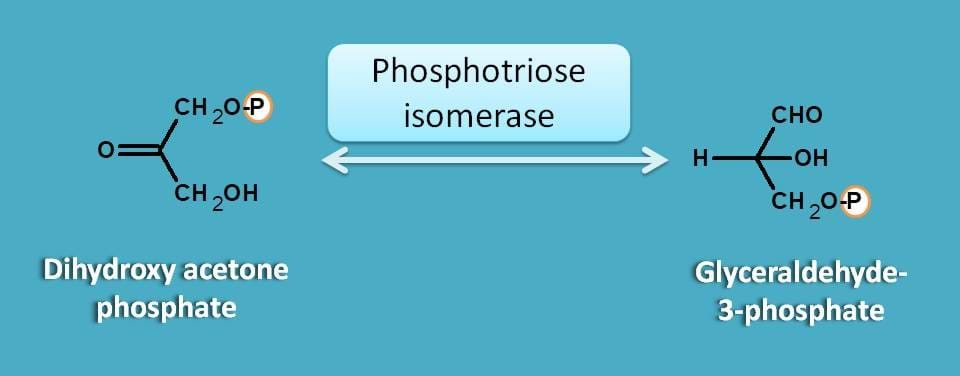 isomerisation of DHAP