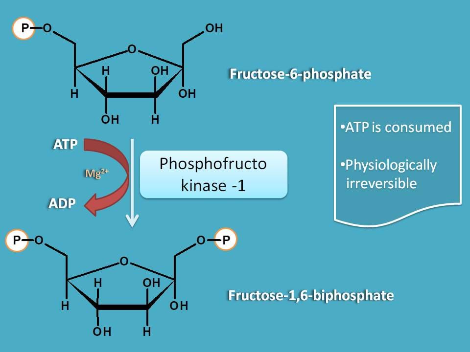 conversion of F-6-P to F-6-biphosphate
