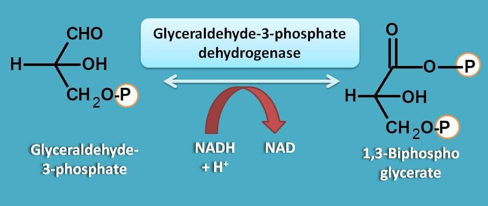 gleceraldehyde-3-phosphate dehydrogenase