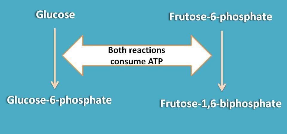 energy consuming reactions in glycolysis