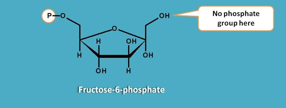 Fructose-6-phosphate