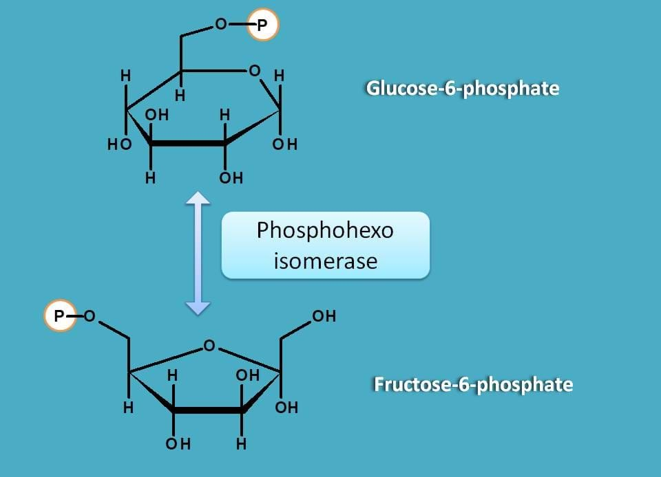conversion of G-6-P to F-6-P