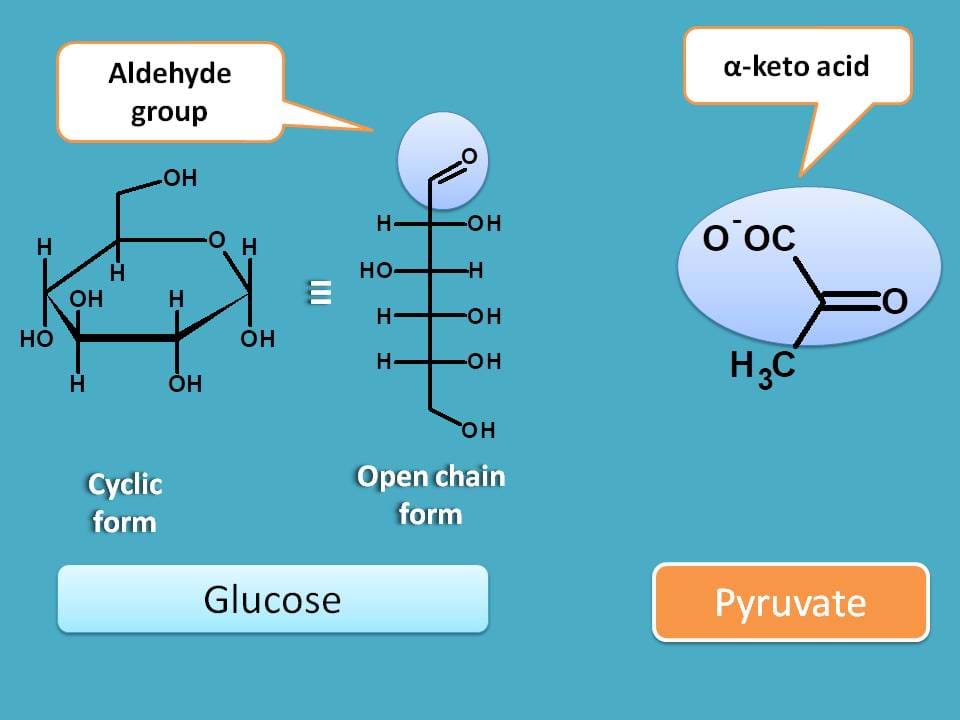 comparison of glucose with pyruvate