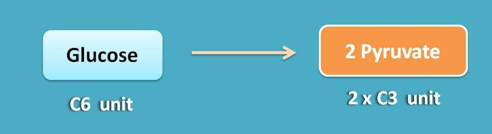 glucose into two pyruvate molecules