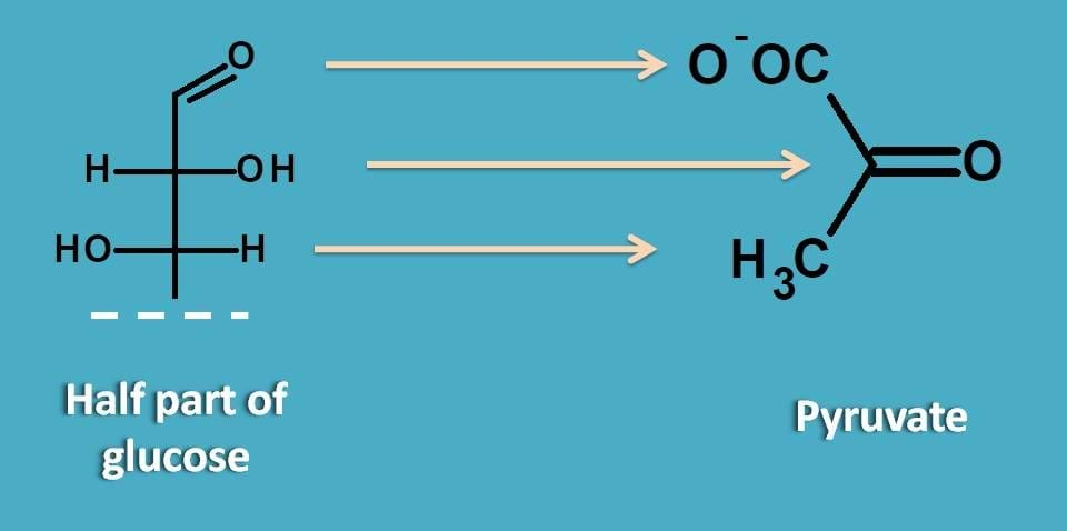 three modifications in half of glucose