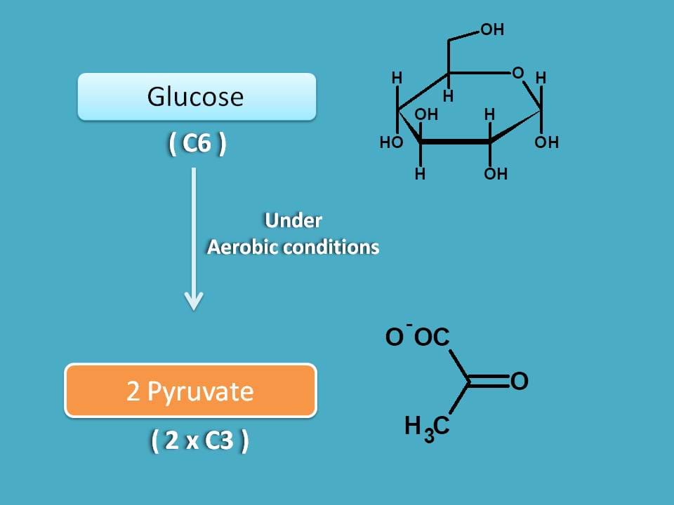 glycolysis in aerobic conditions