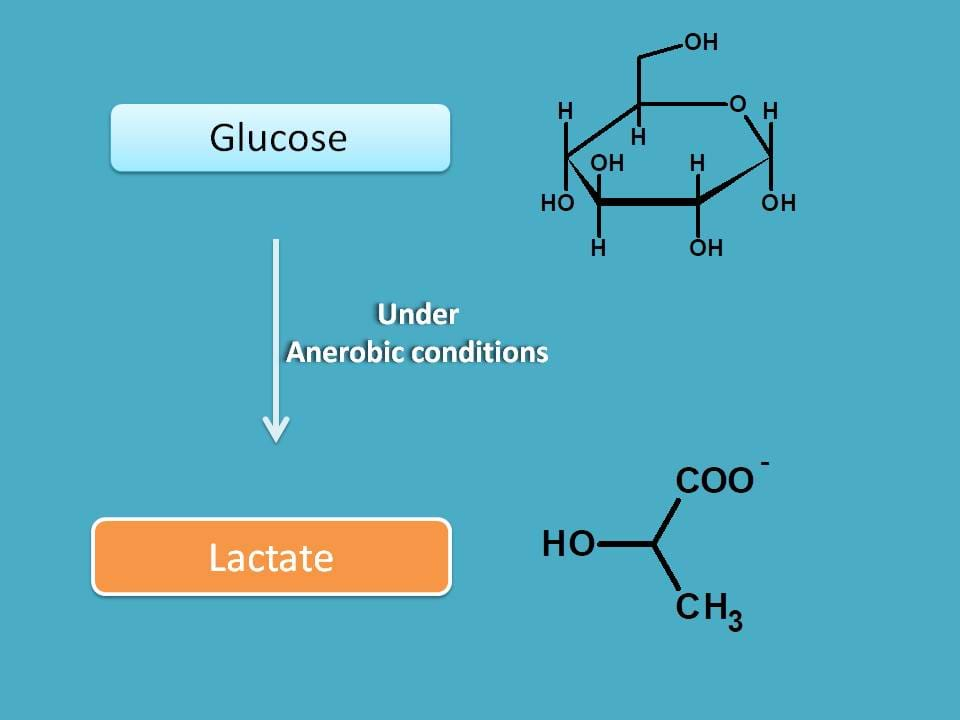 glycolysis in anaerobic conditions