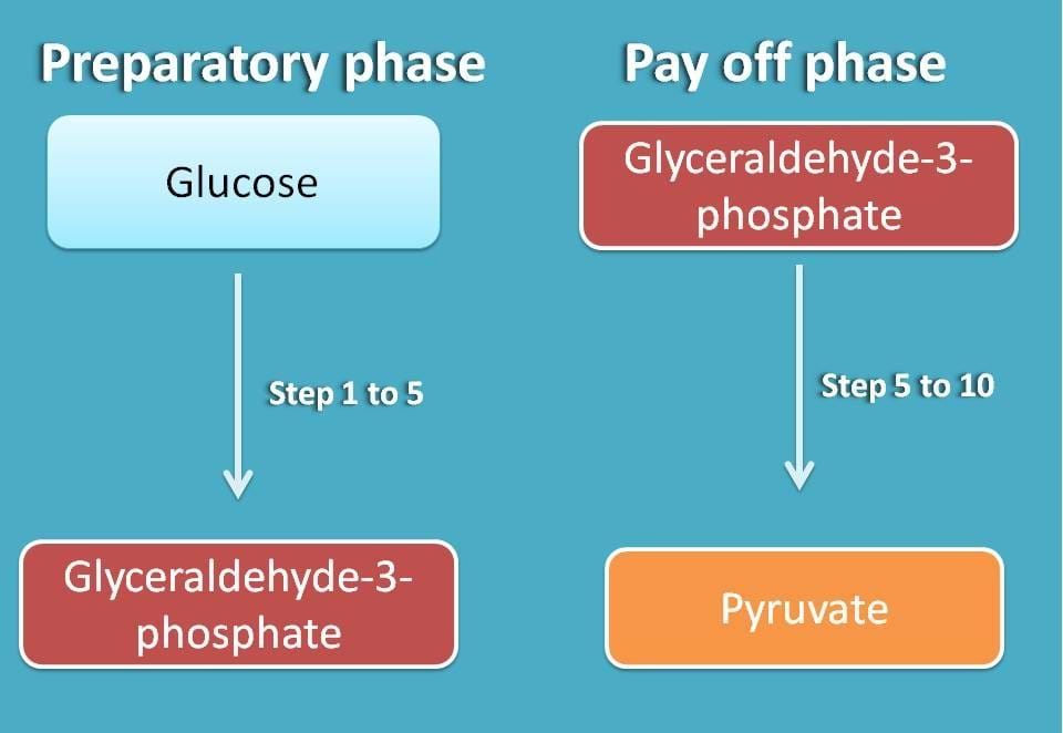 pay of phase