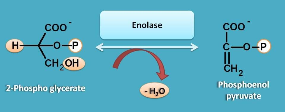 formation of phosphoenol pyruvate