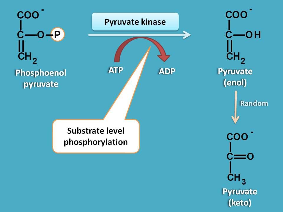 action of pyruvate kinase