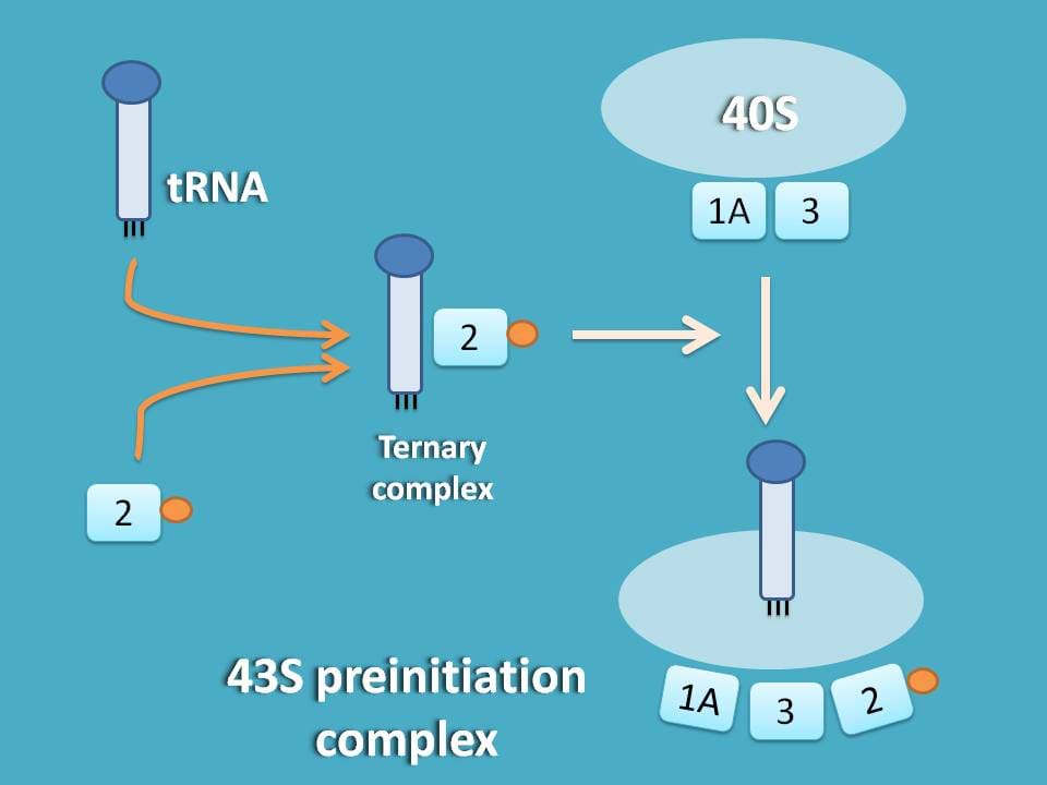 formation of 43S preinitiation complex