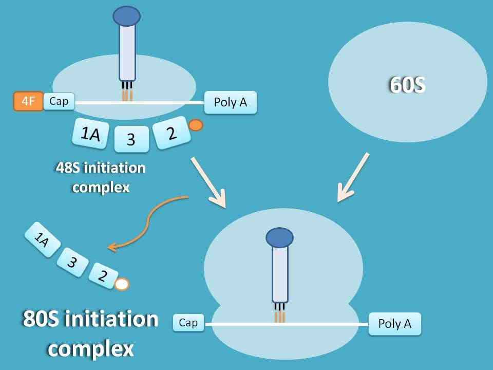 formation of 80S initiation complex