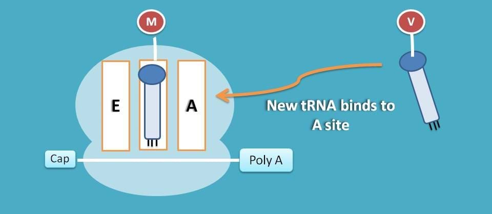 Attachment of tRNA to A site