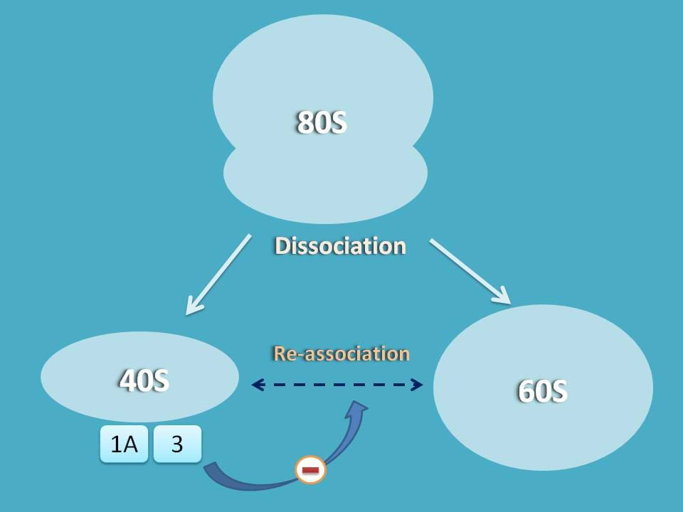 Role of eIF-1A and eIF-3