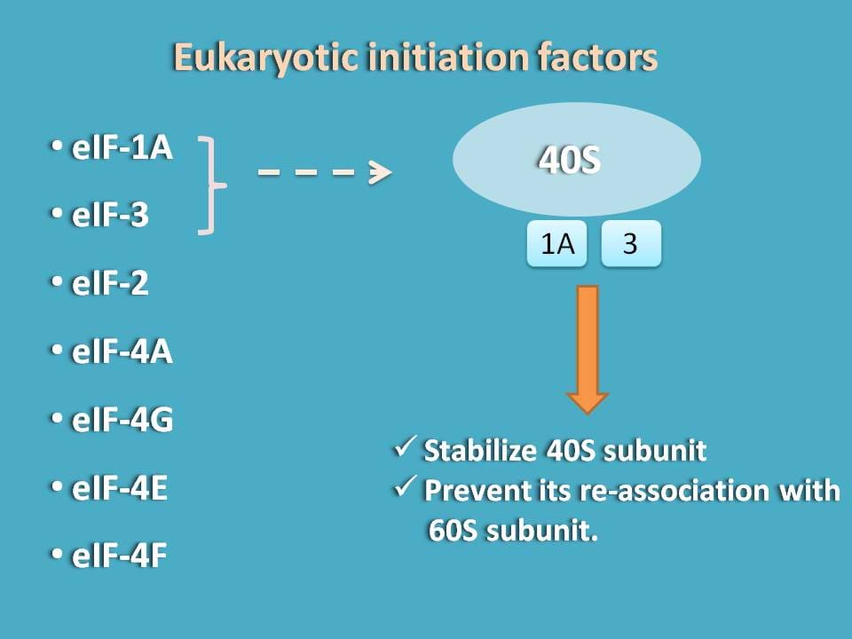 eukaryotic initiation factors