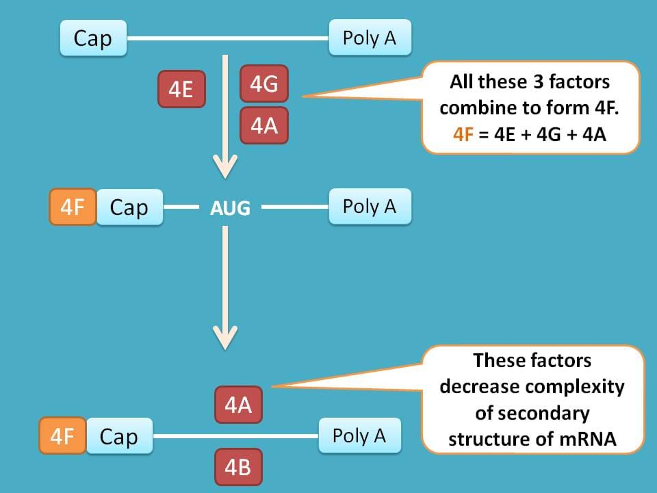 activation of mRNA