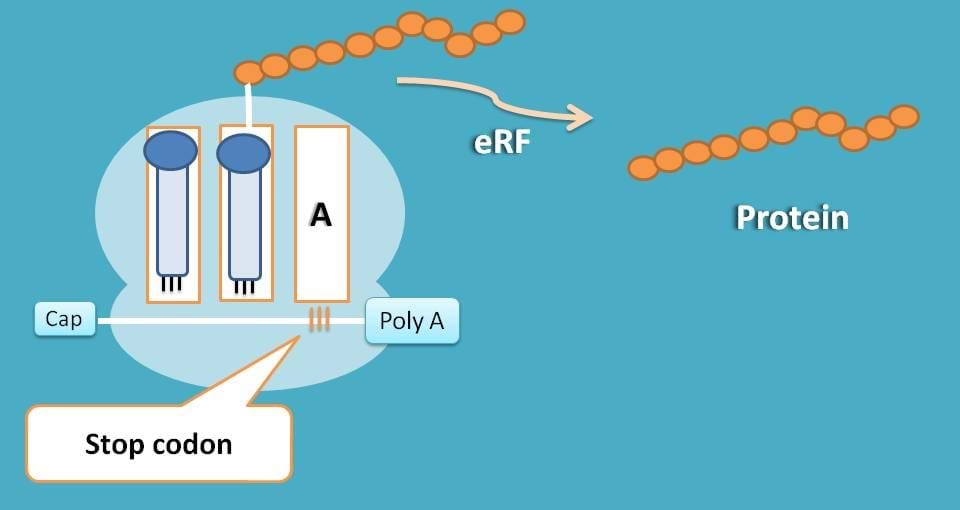 release of protein on termination