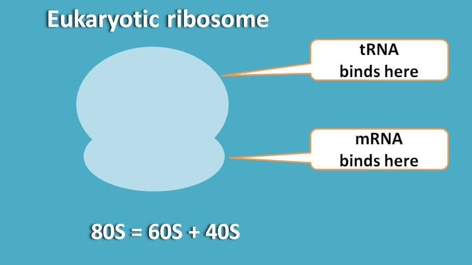 Binding sites for tRNA and mRNA on ribosome