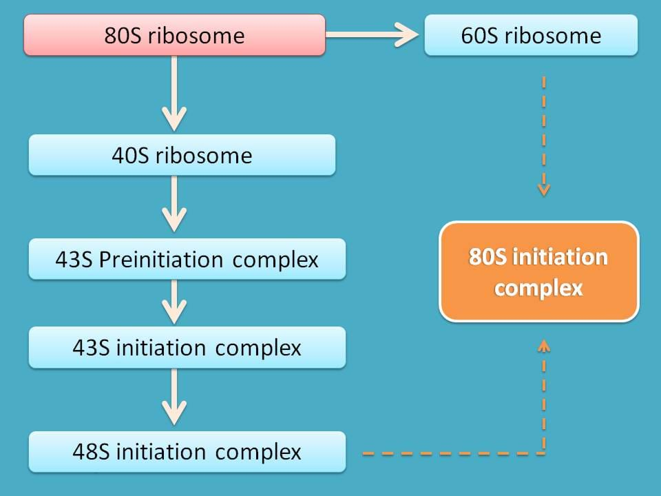 Various steps in translation