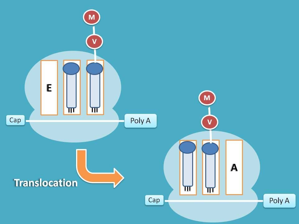 translocation