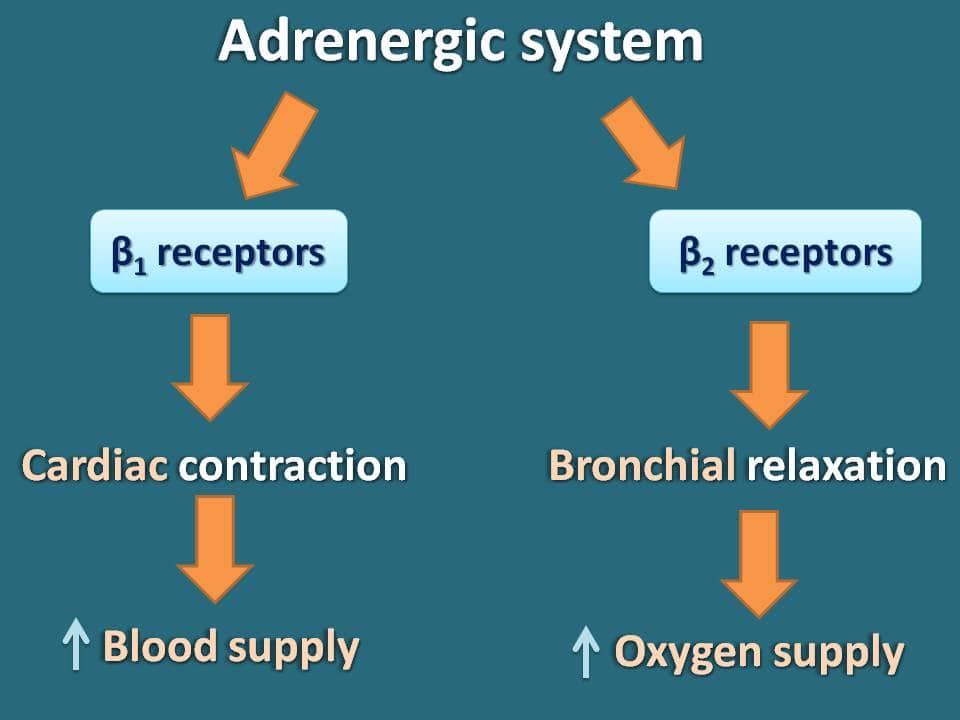 Dual role of cAMP in adrenergic system
