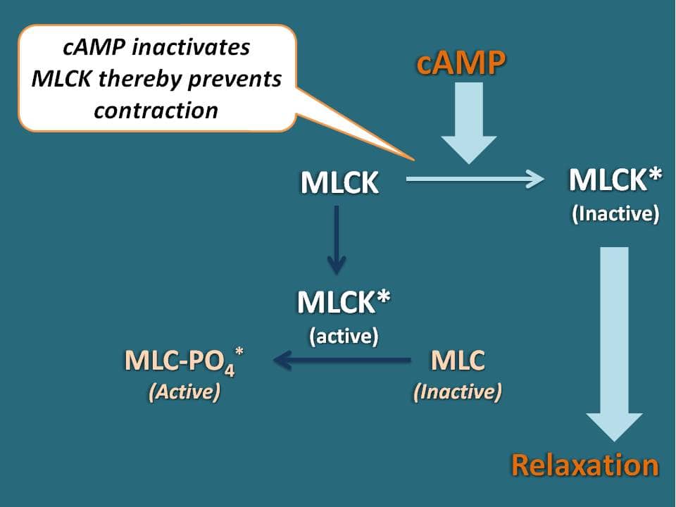 Role of cAMP in relaxation of smooth muscle