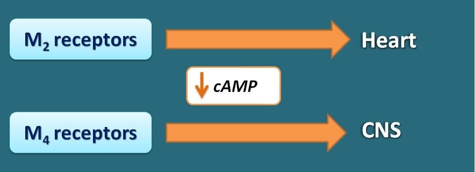 Decrease in cAMP associated with M2 and M4 receptors