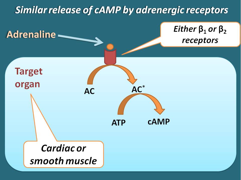 Reelease of cAMP by beta receptors