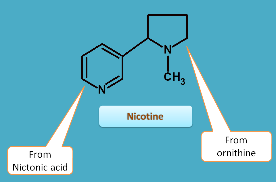 Nicotine structure