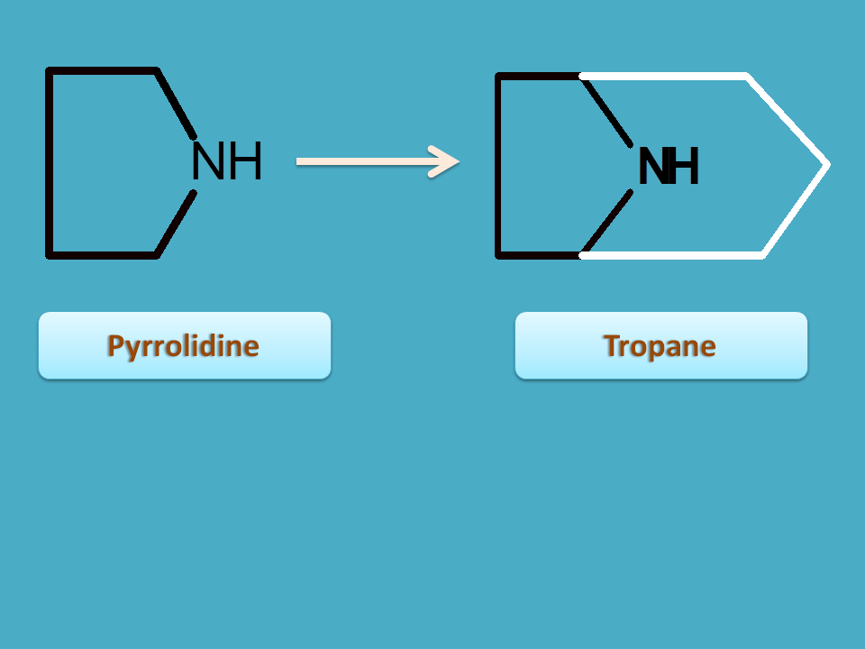 conversion of pyrrolidine to tropane