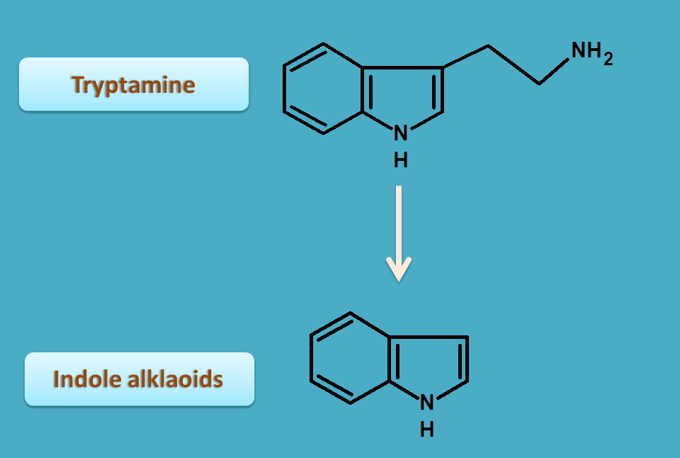 conversion of tryptamine to indole