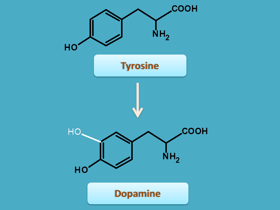 conversion of tyrosine to dopamine
