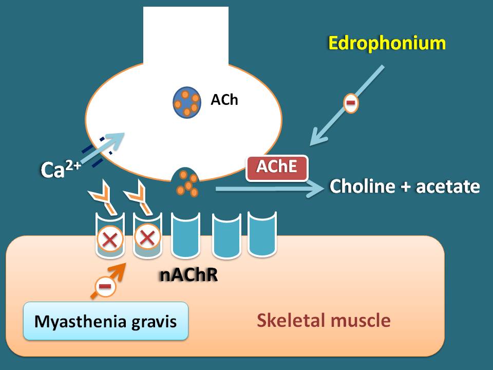 action of edrophonium