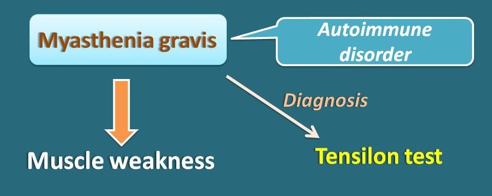 myasthenia gravis and muscle weakness