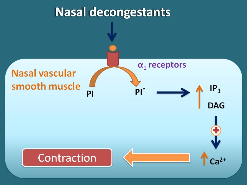 mechanism of nasal decongestants
