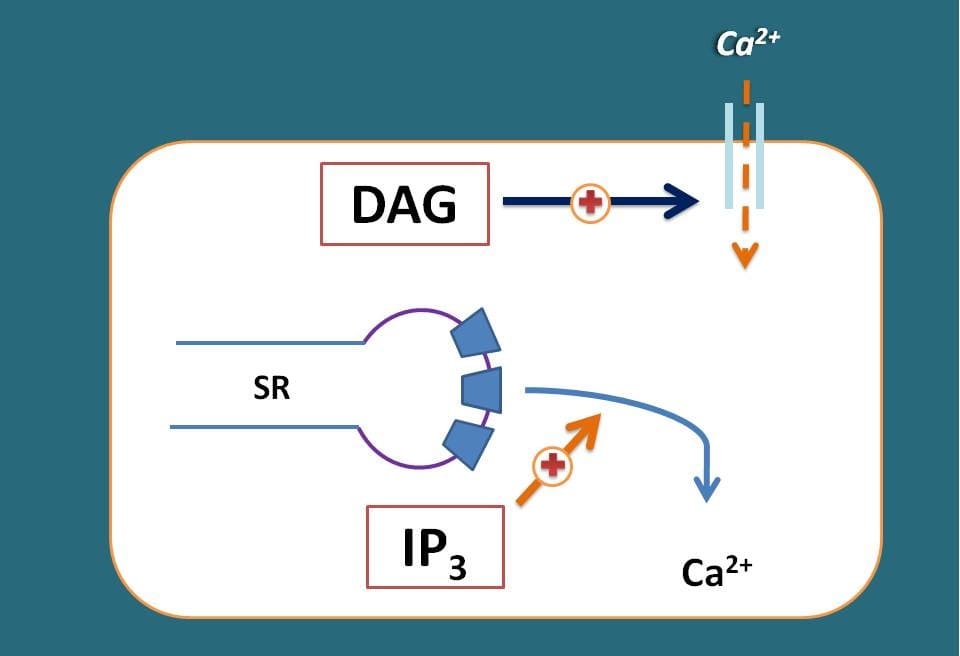 Role of IP3 and DAG on calcium