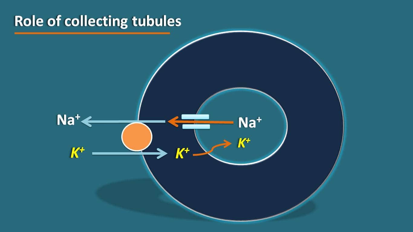 Role of collecting tubules