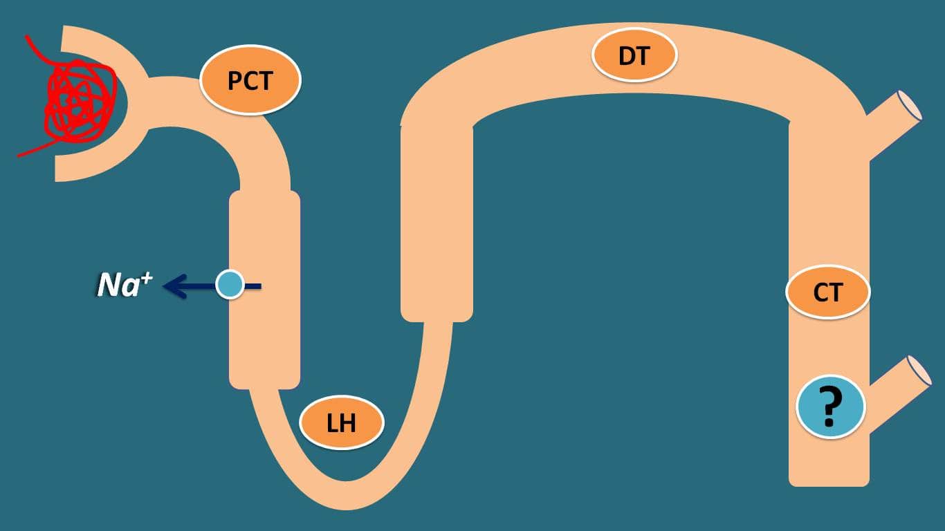 drug targets at nephron