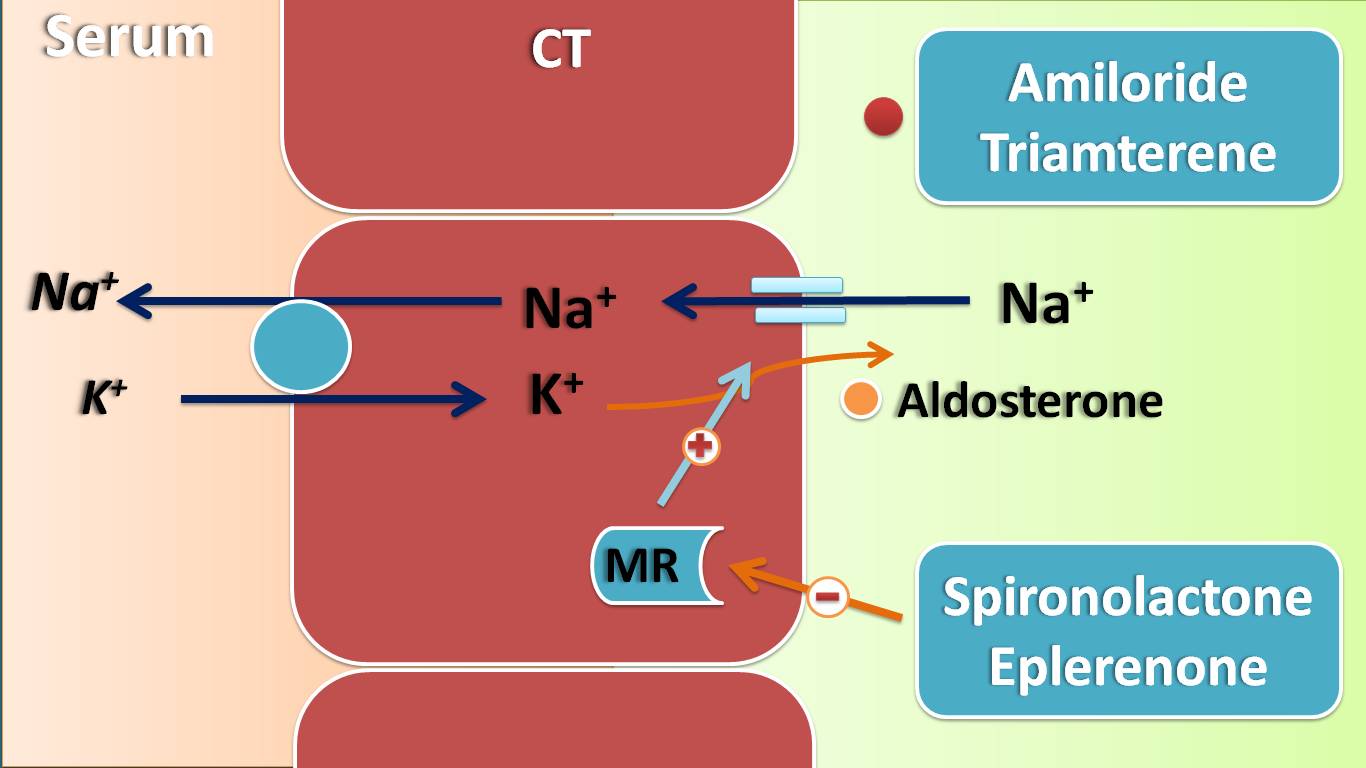 action of potassium sparing diuretics