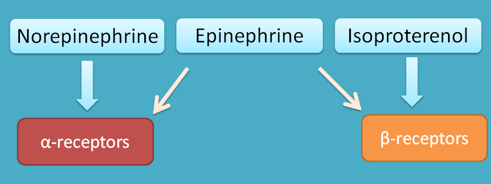 receptor selectivity in catechol amines