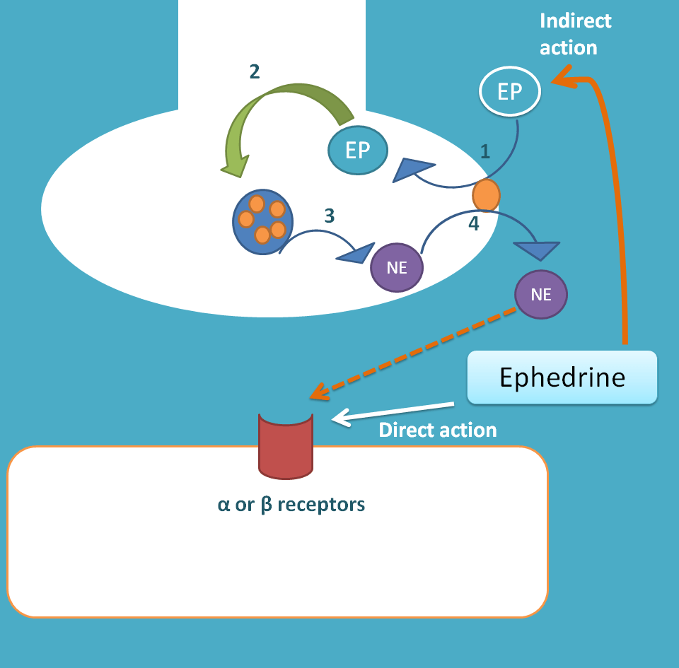 direct and indirect actions of ephedrine