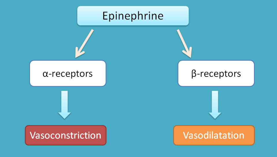 action of epinephrine on blood vessels