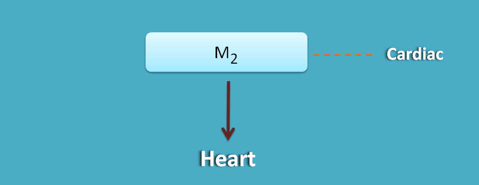 M2 receptors