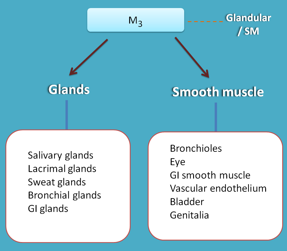 M3 receptors