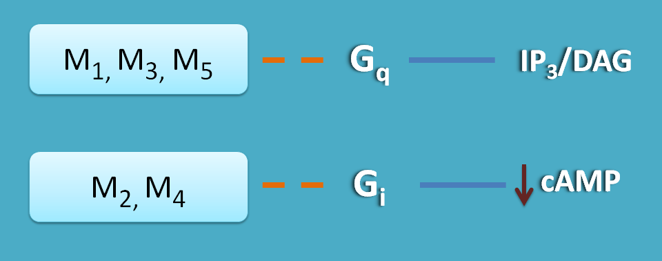 muscarinic acetylcholine receptors types