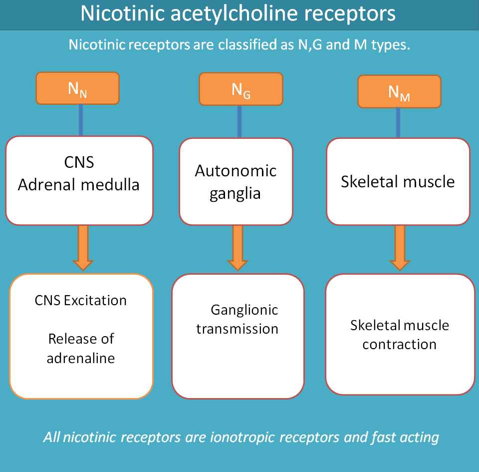 nicotinic acetylcholine receptors