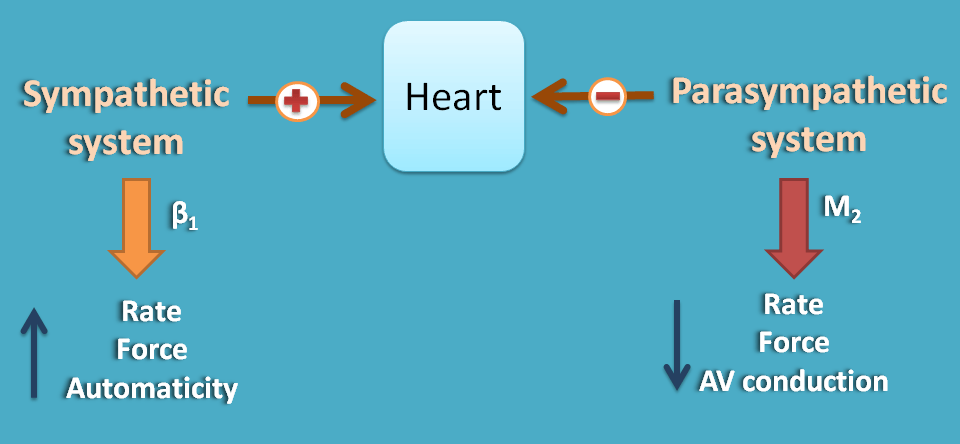 Opposite action of ANS divisions at heart